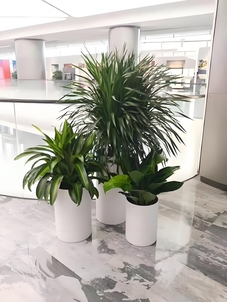 镇海绿化养护设计